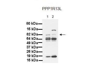 PPP1R13L antibody