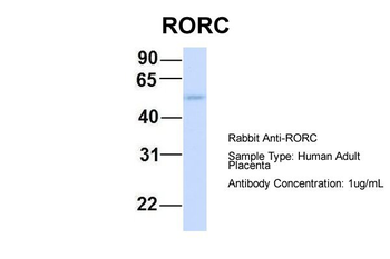 RORC antibody