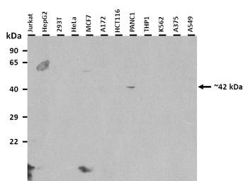 SOX5 antibody