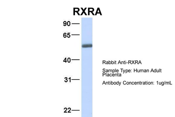 RXRA antibody