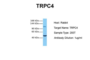 TRPC4 antibody