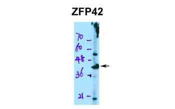 ZFP42 antibody