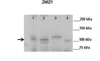 ZMIZ1 antibody