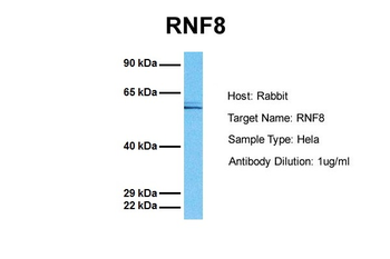 RNF8 antibody