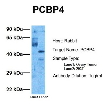 PCBP4 antibody
