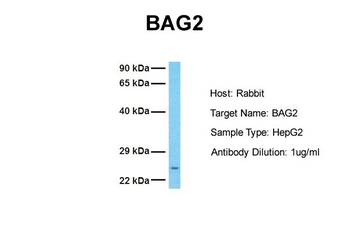 BAG2 antibody