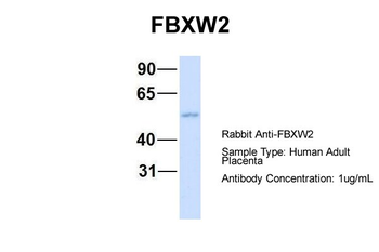 FBXW2 antibody