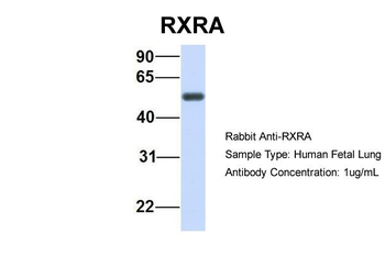 RXRA antibody