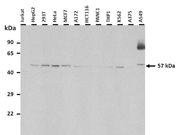 CYP46A1 antibody