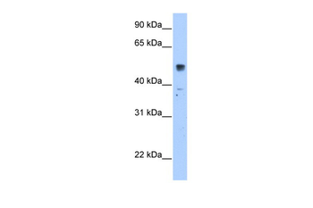 SLC35F5 antibody