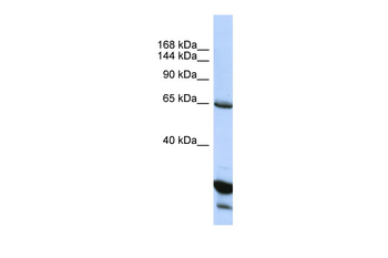 UNC5C antibody