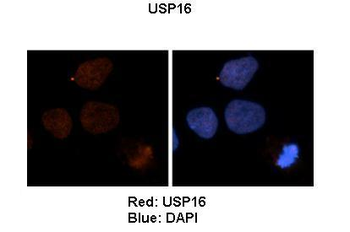 USP16 antibody