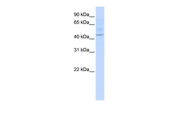 LAX1 antibody