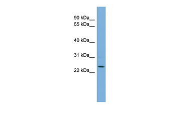 THAP6 antibody