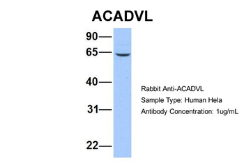 ACADVL antibody