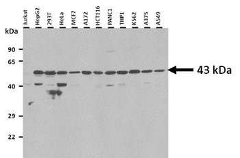 FANCL antibody