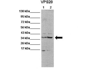 VPS28 antibody