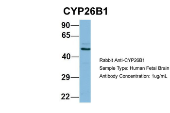CYP26B1 antibody
