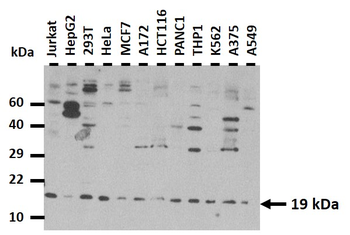 GPX4 antibody