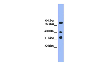 LAX1 antibody