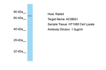 ACSBG1 antibody