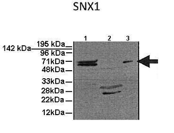 SNX1 antibody