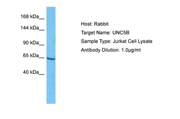 UNC5C antibody