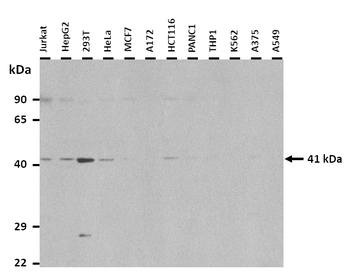 LPAR5 antibody