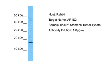 AP1S2 antibody