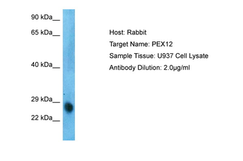 PEX12 antibody