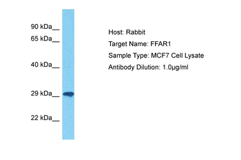 FFAR1 antibody