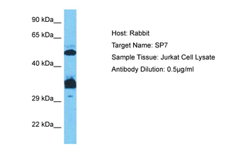 Sp7/Osterix antibody