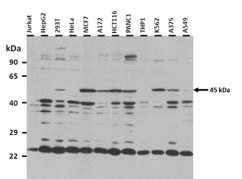 Sp7/Osterix antibody