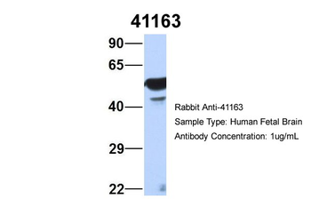 SEPT11 antibody
