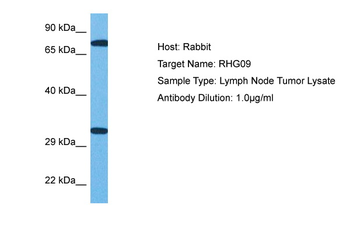 RHG09 antibody