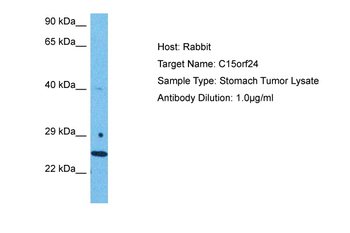 C15ORF24 antibody