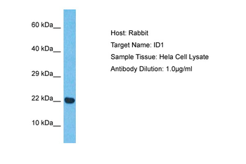 ID1 antibody