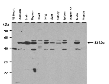 Gabra5 antibody