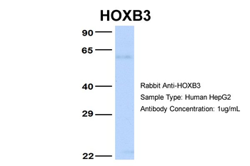 HOXB3 antibody