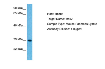 MSX2 antibody
