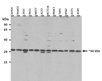 CDX2 antibody