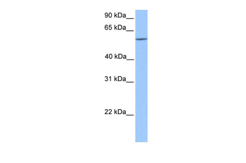 ERF antibody