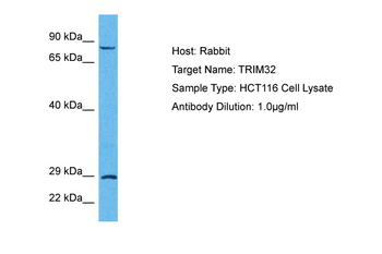 TRIM32 antibody