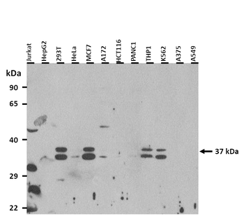 RAX antibody