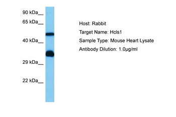 HCLS1 antibody