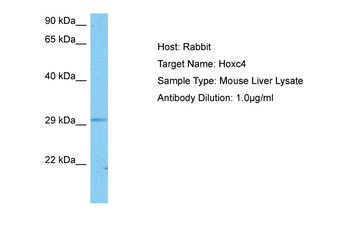 HOXC4 antibody