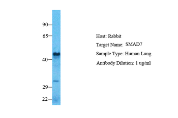 SMAD7 antibody