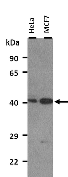 NR2E1 antibody