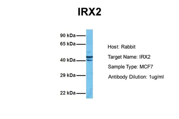 IRX2 antibody