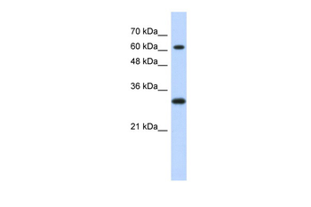 ERF antibody